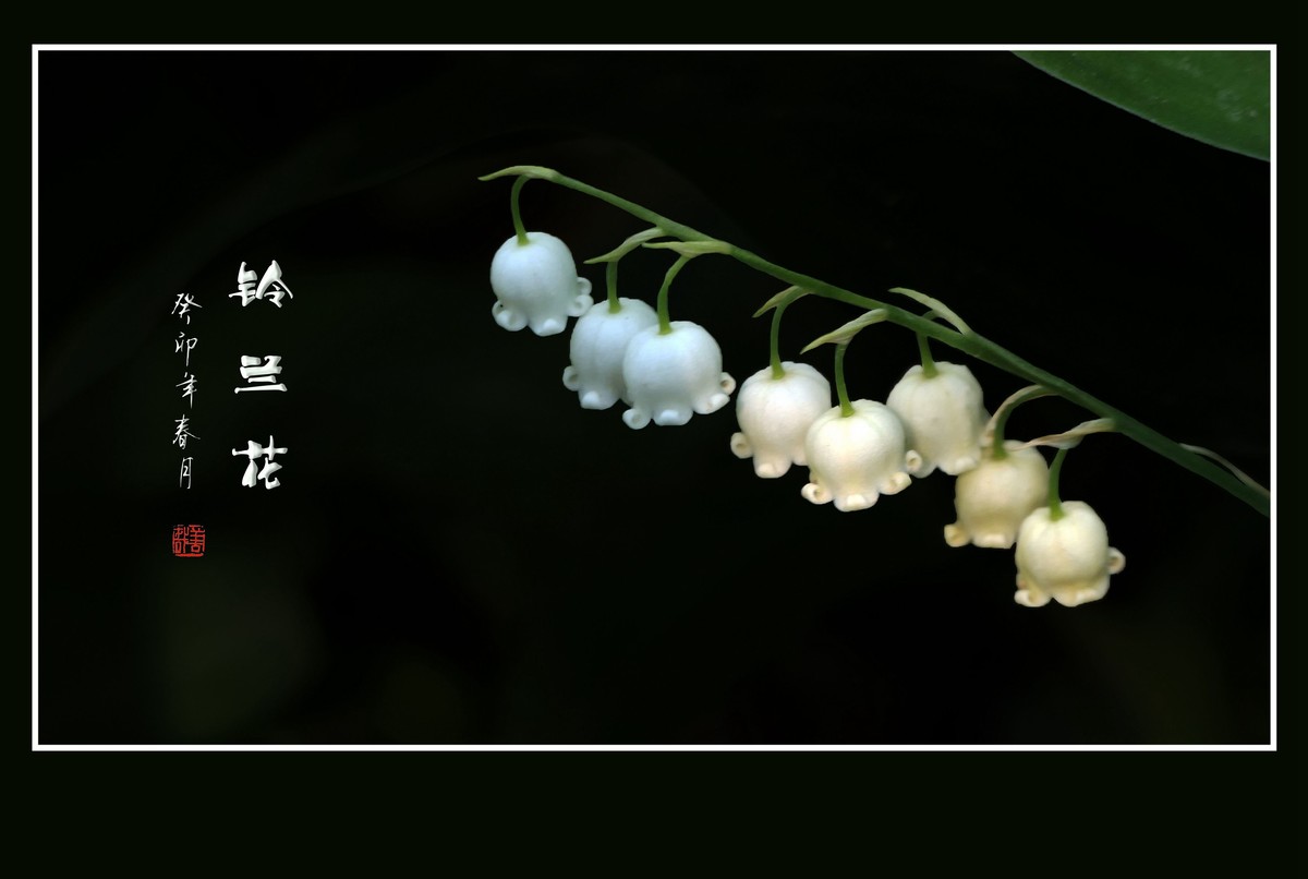 白玉般的小铃铛-铃兰花