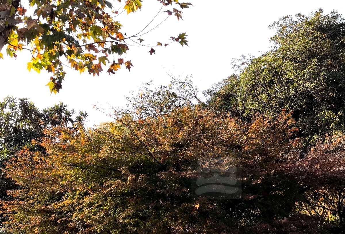 层林尽染*黄鹤楼公园——武汉随笔