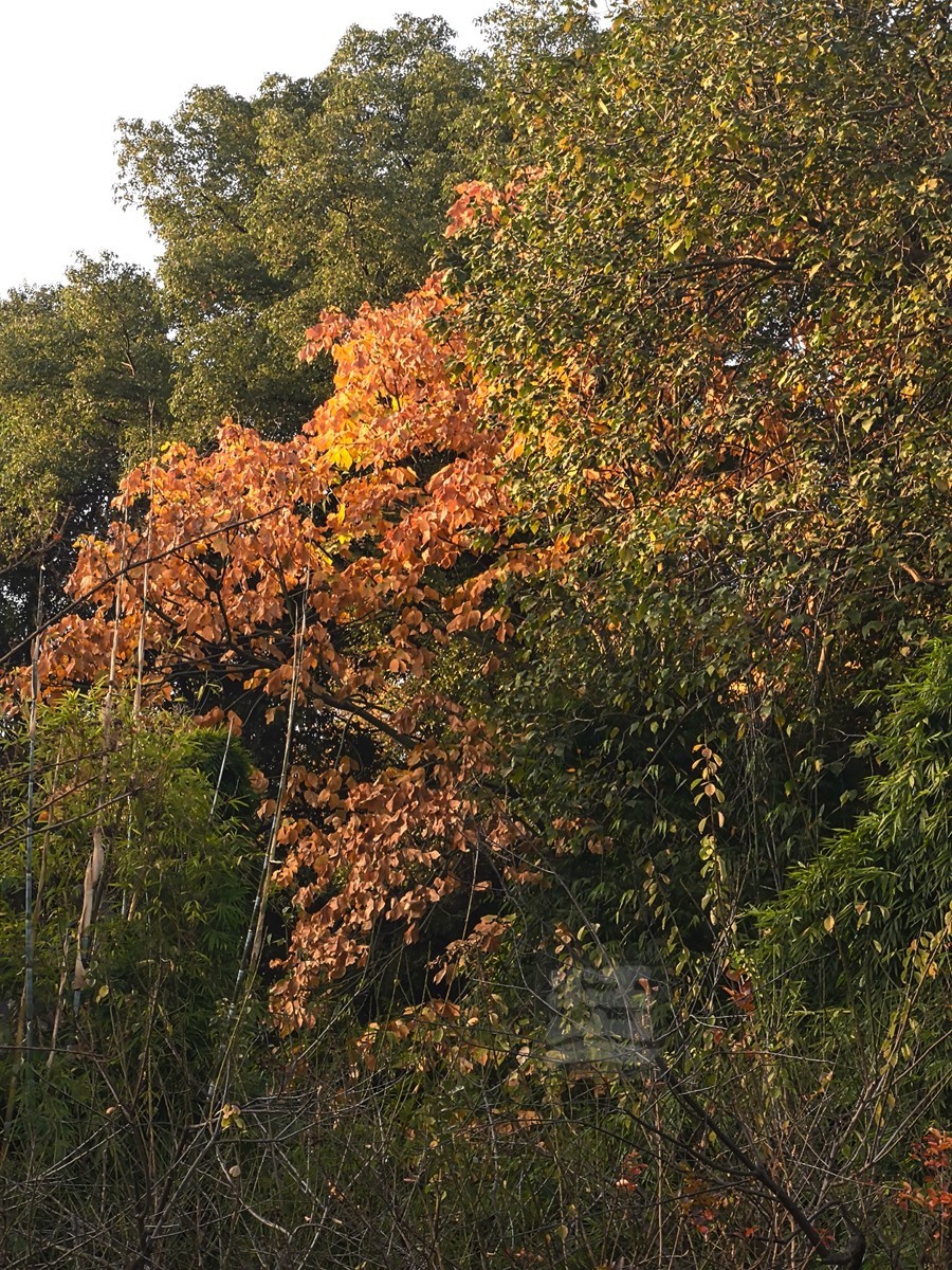 层林尽染*黄鹤楼公园——武汉随笔