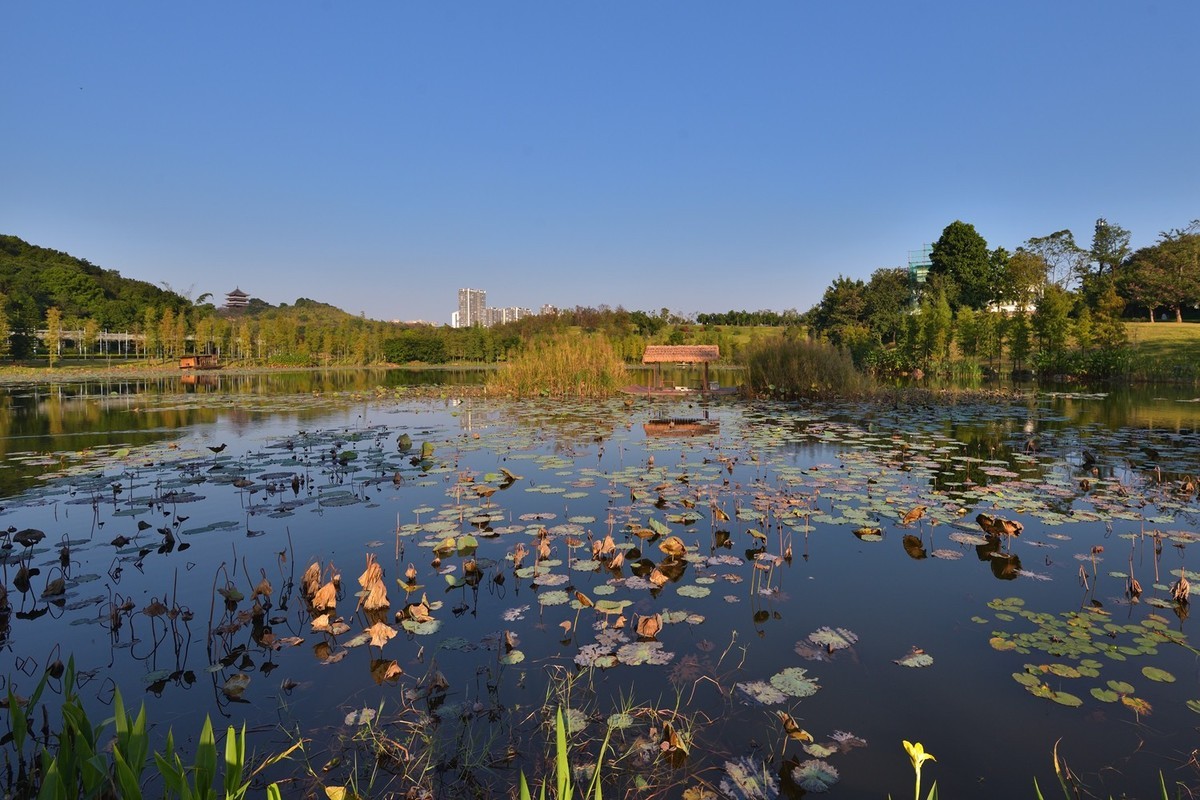 zol论坛>摄影论坛>摄影作品论坛>人文纪实论坛>南宁植物园随拍5>