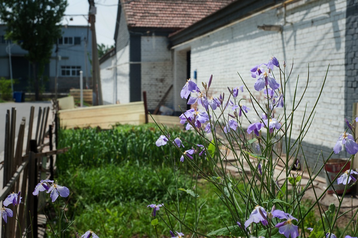 房前屋后的随拍