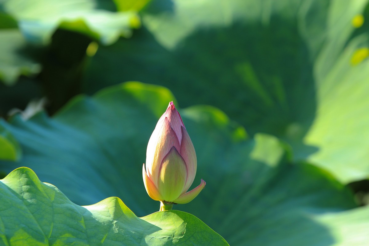 拍摄花卉一（342）