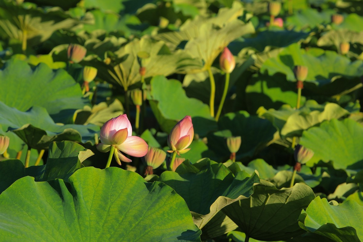 拍摄花卉一（342）