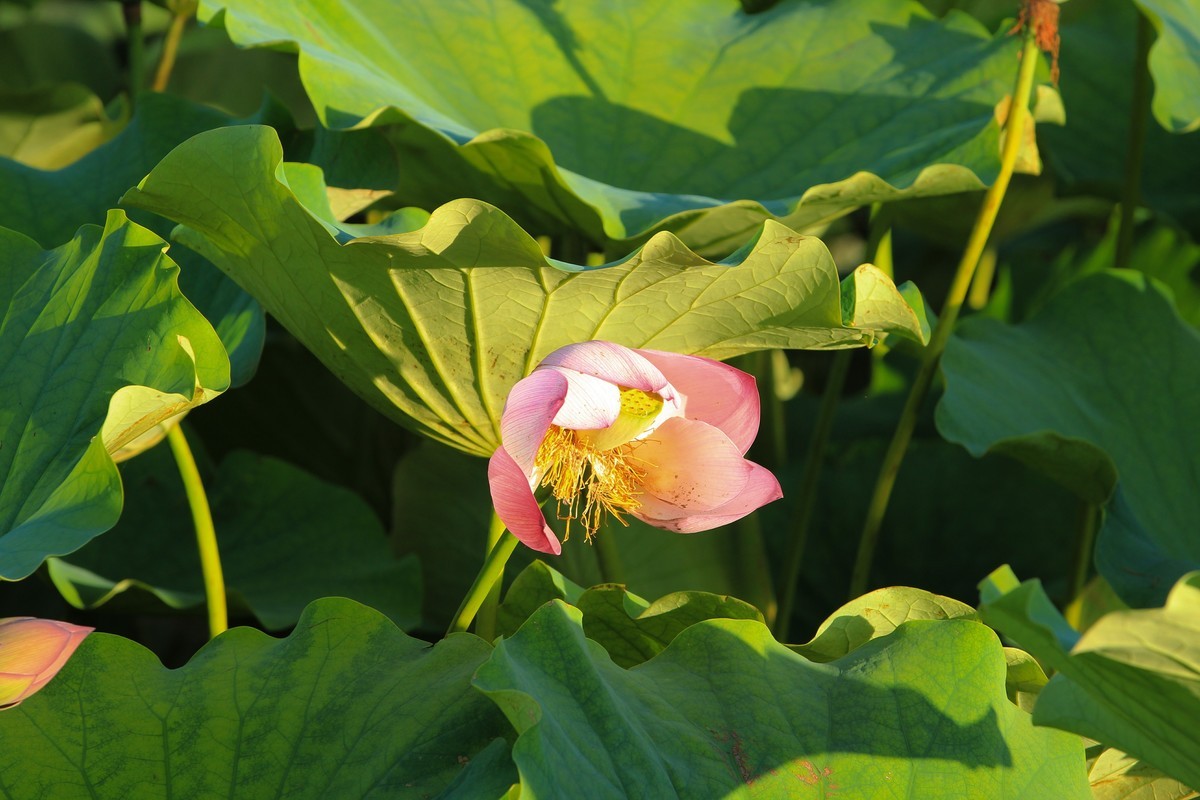 拍摄花卉一（342）