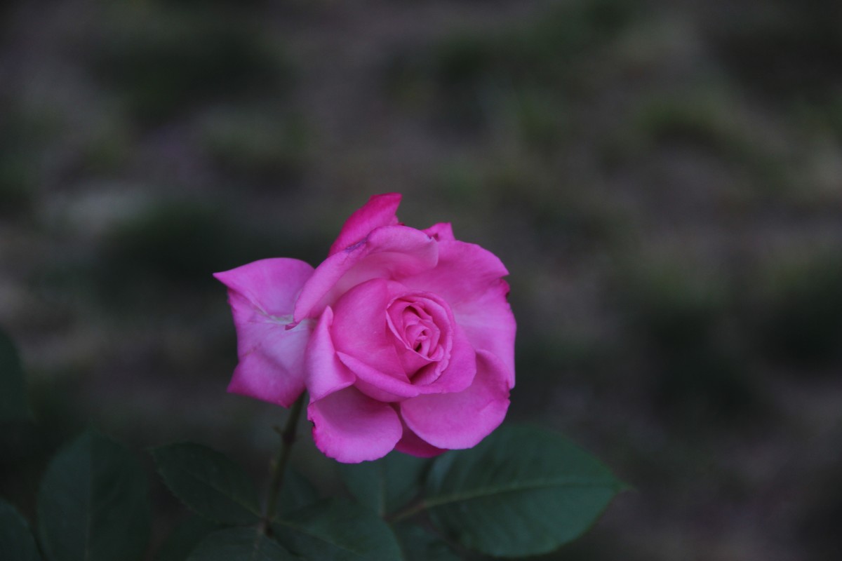 公园赏月季花（5）