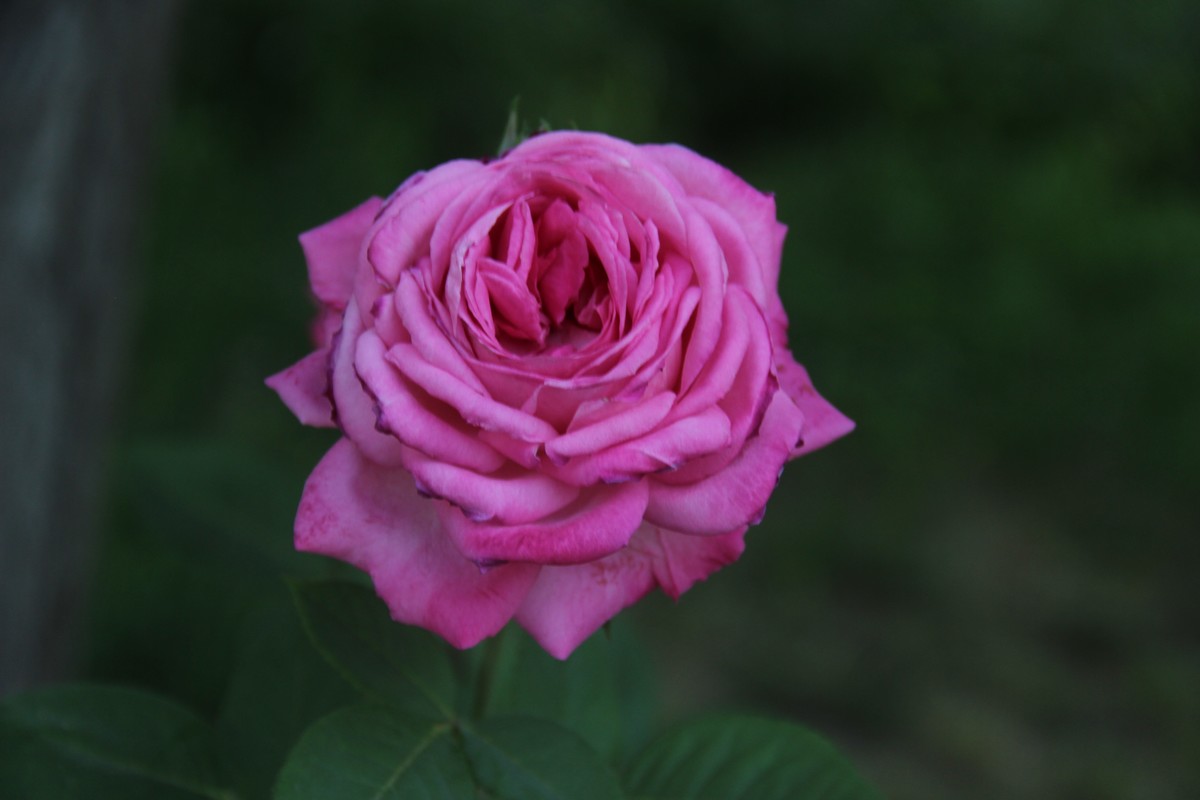 公园赏月季花（5）