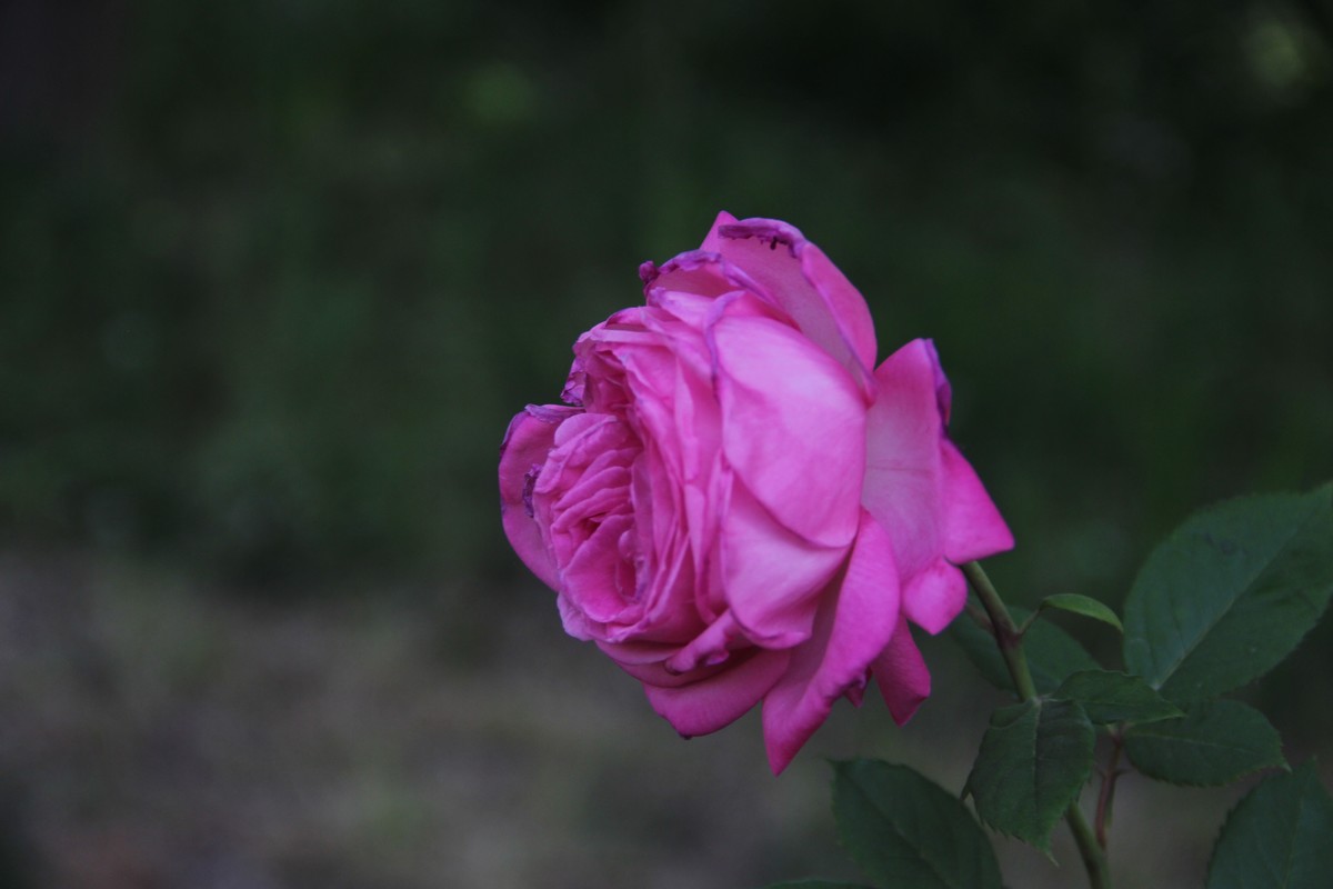 公园赏月季花（5）