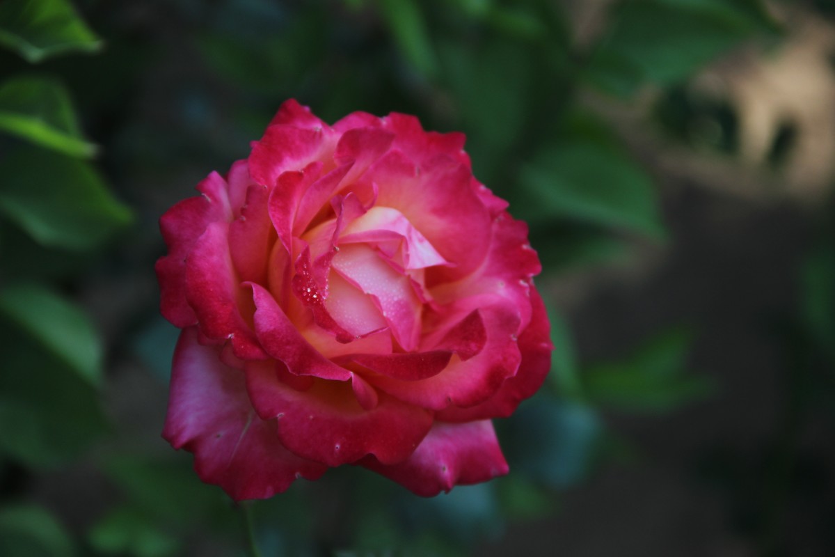 公园赏月季花（5）