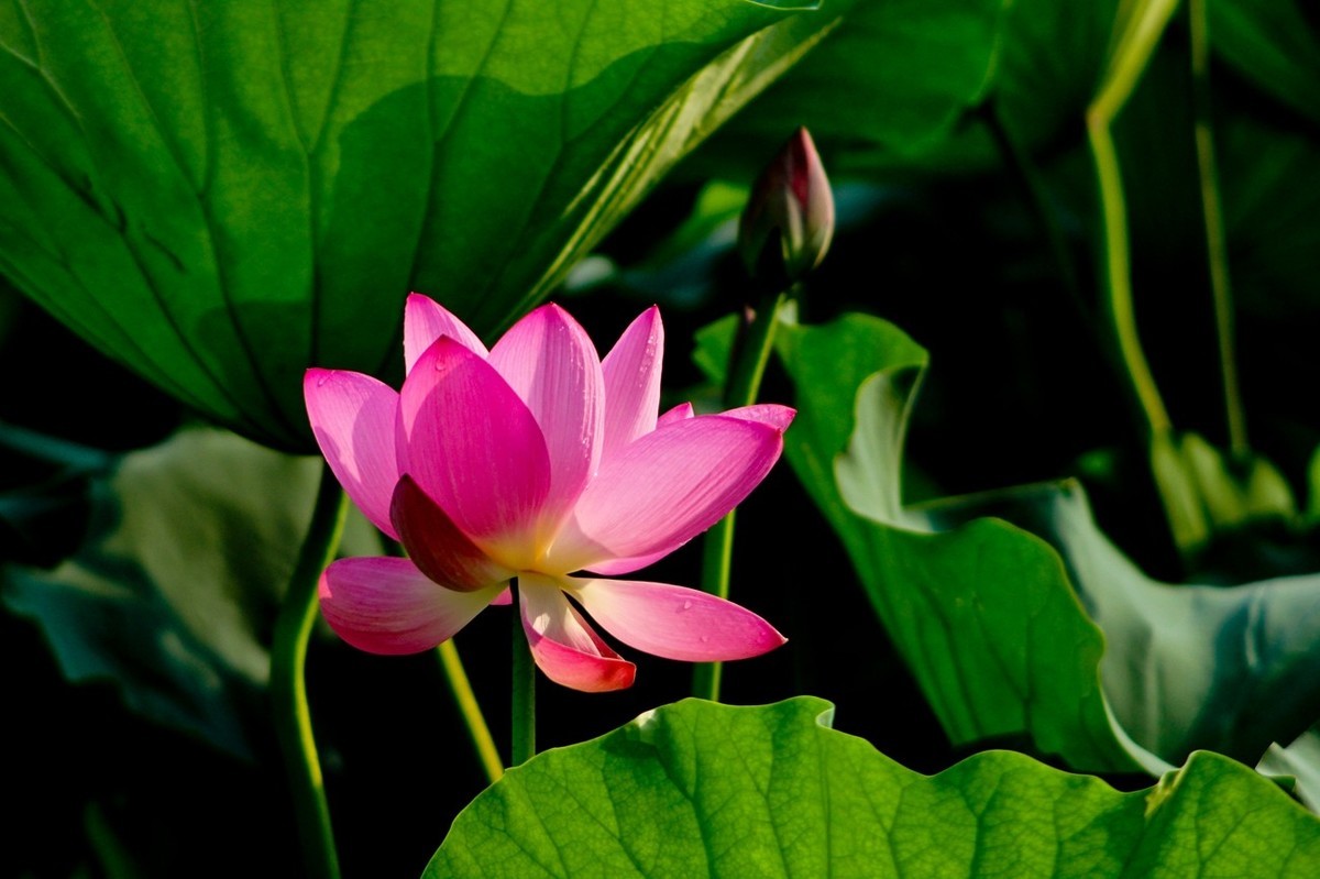 如火的季节——艳丽的夏荷