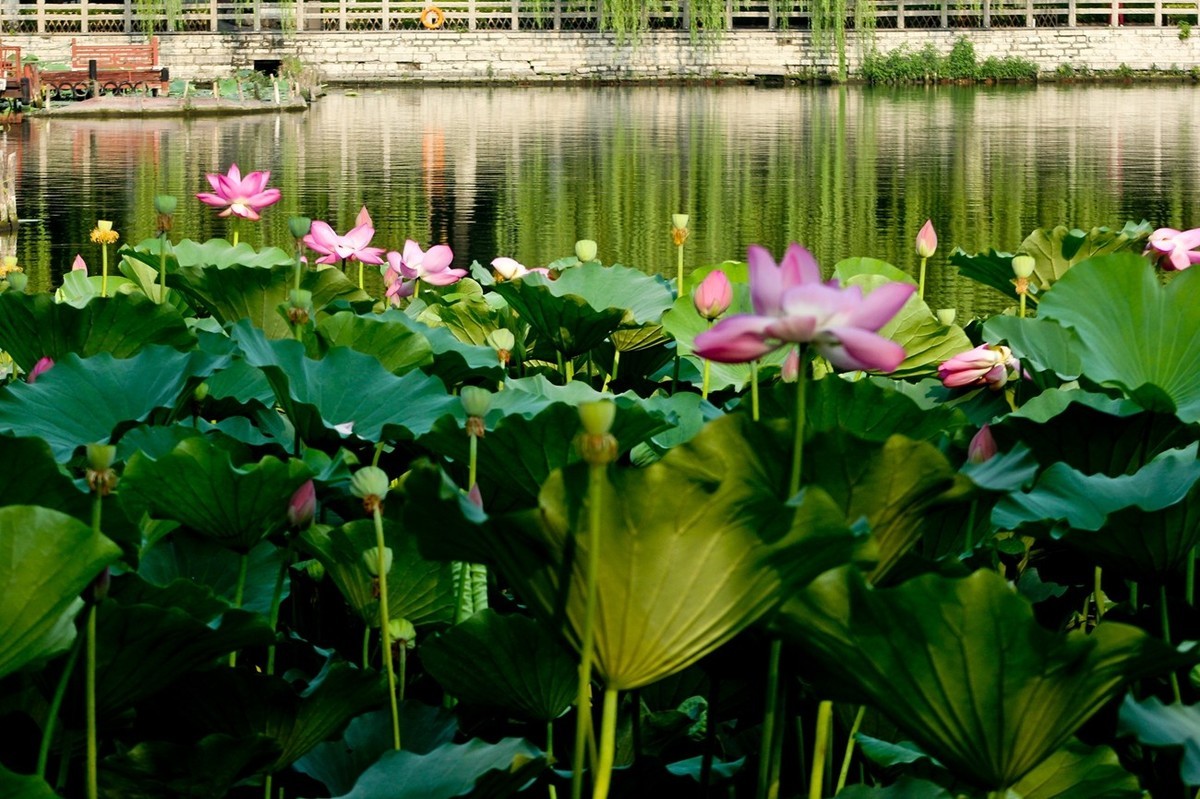 如火的季节——艳丽的夏荷