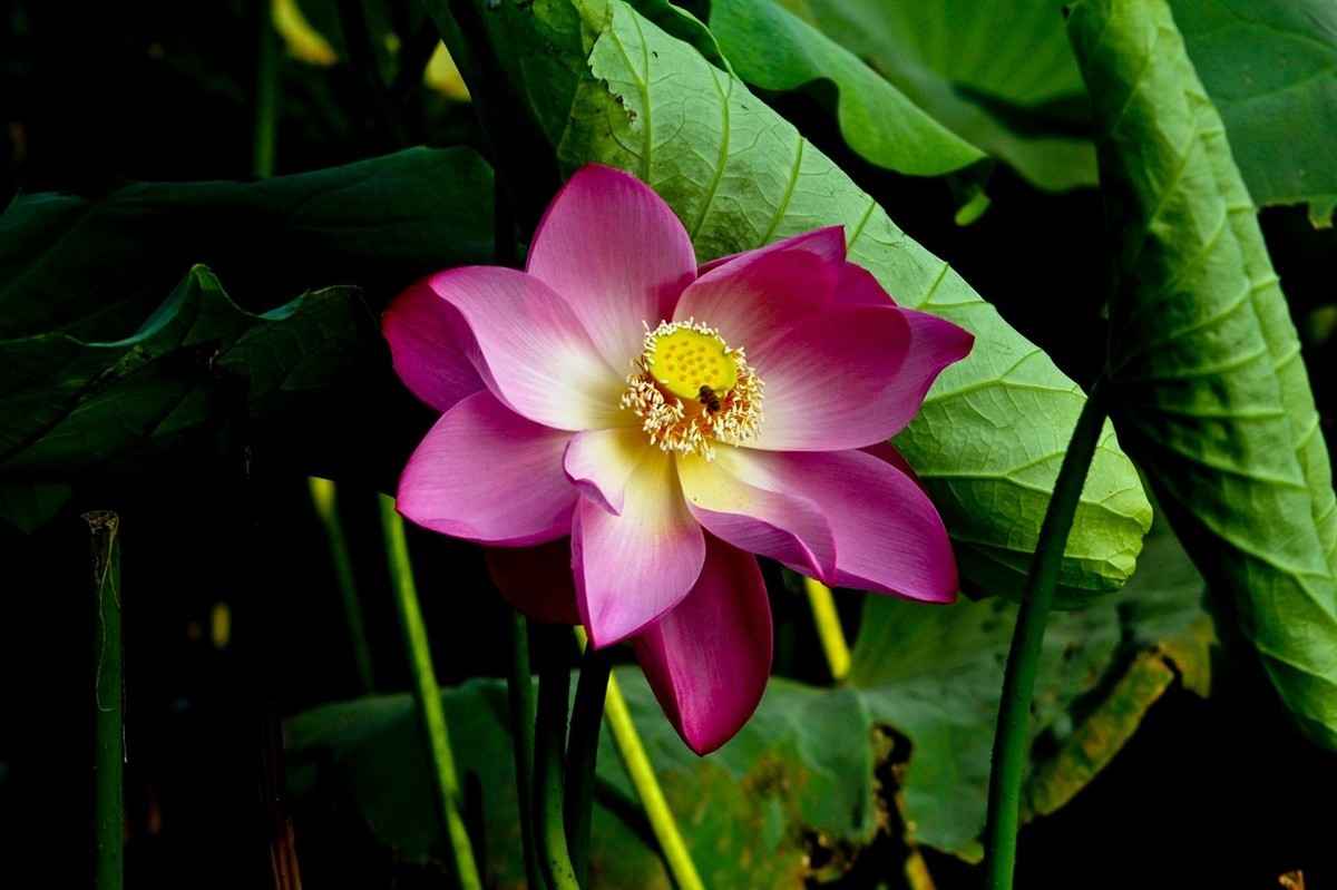 如火的季节——艳丽的夏荷