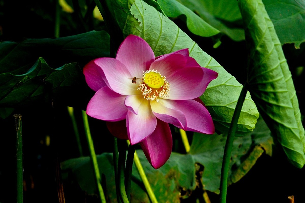 如火的季节——艳丽的夏荷