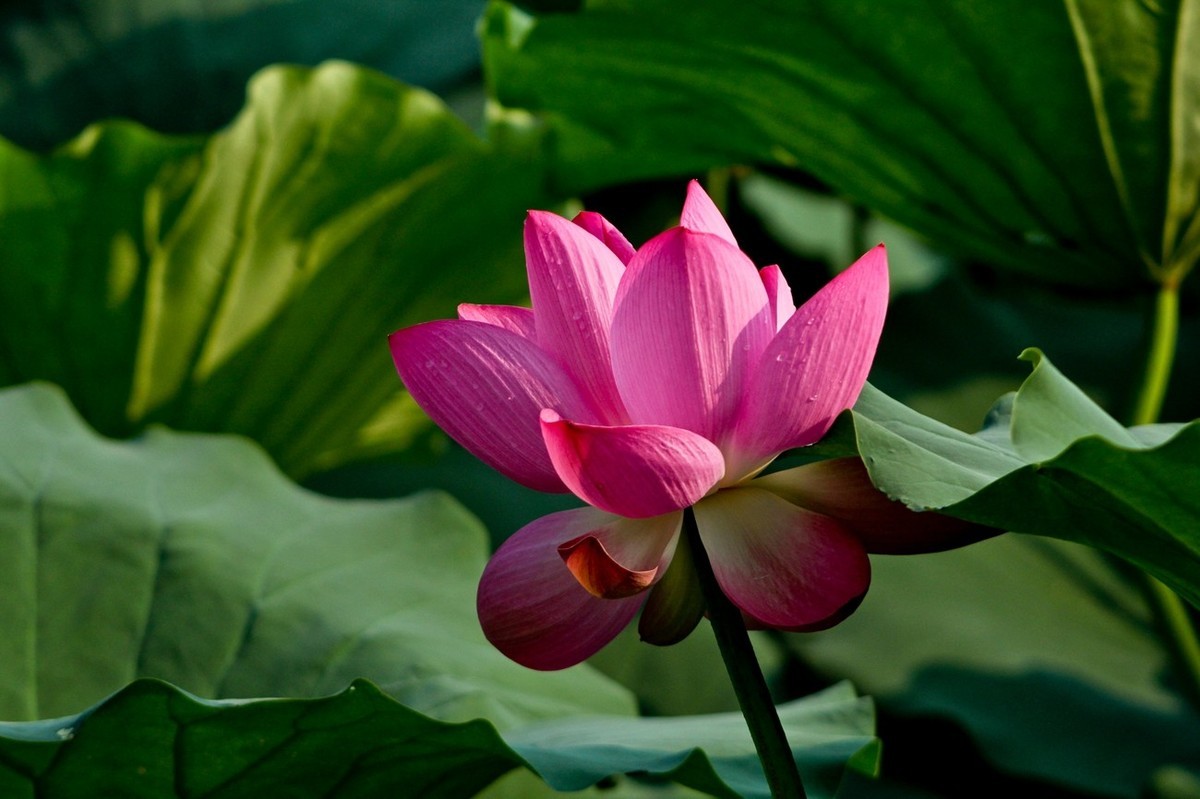 如火的季节——艳丽的夏荷