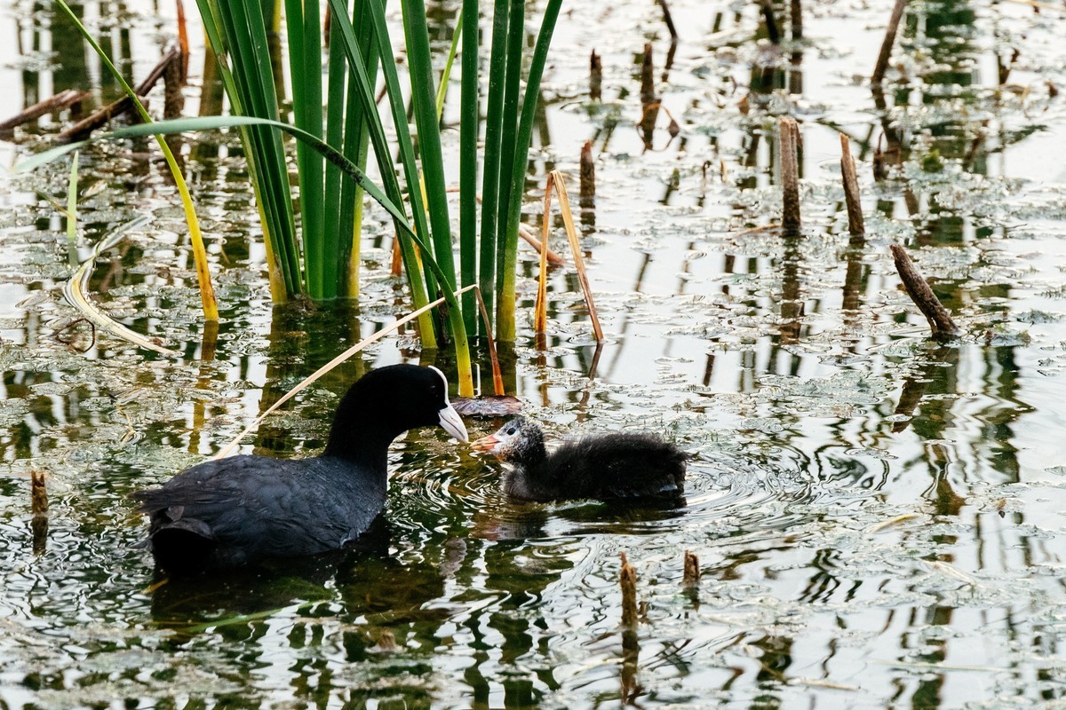 陕西渭南：森林绿化郁郁葱葱 宜居宜游新渭南欢迎您