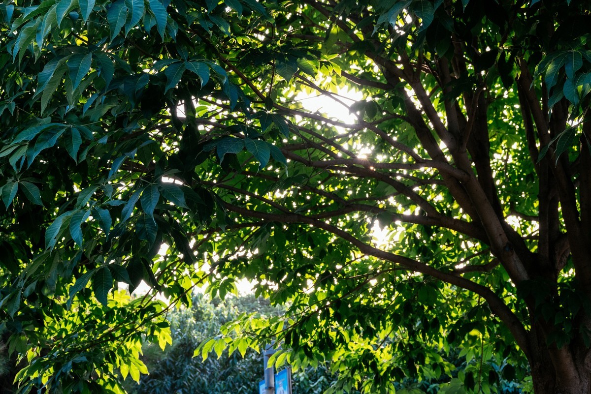 陕西渭南：森林绿化郁郁葱葱 宜居宜游新渭南欢迎您