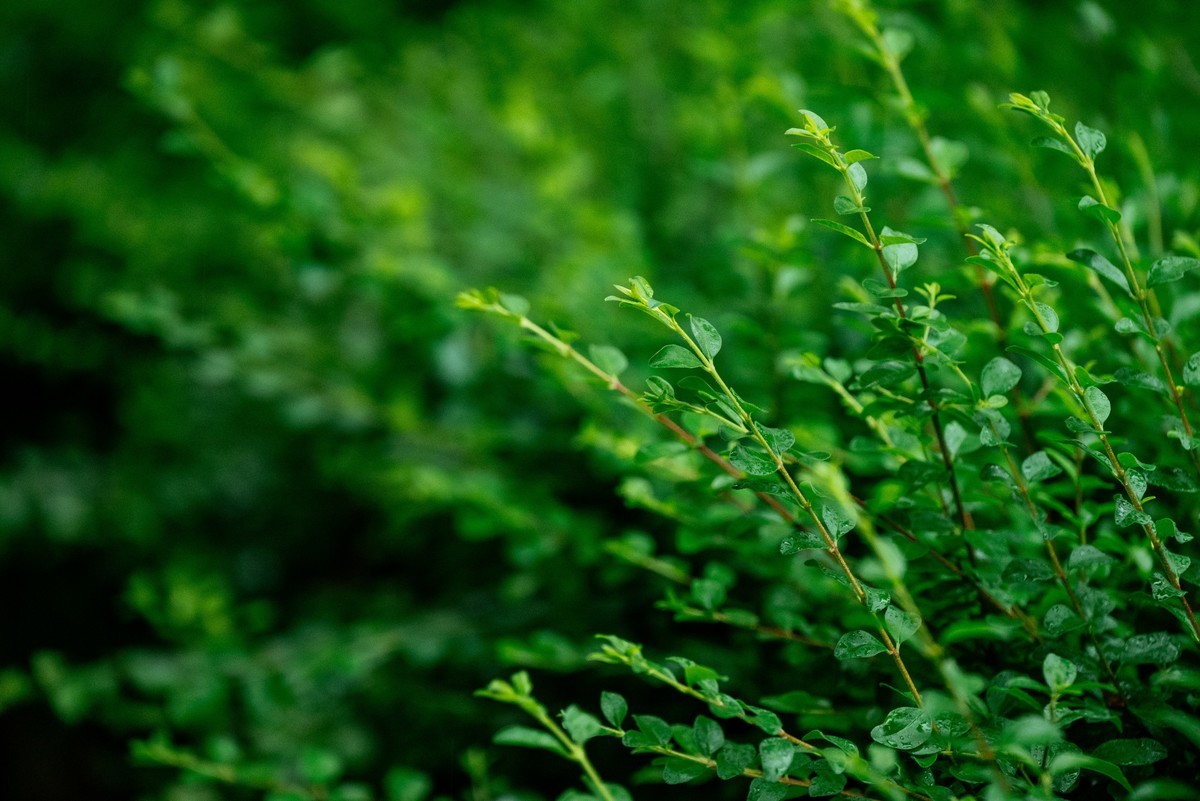 陕西渭南：森林绿化郁郁葱葱 宜居宜游新渭南欢迎您