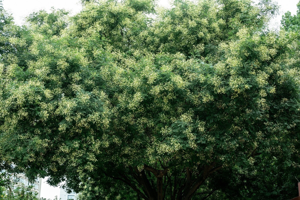 陕西渭南：森林绿化郁郁葱葱 宜居宜游新渭南欢迎您