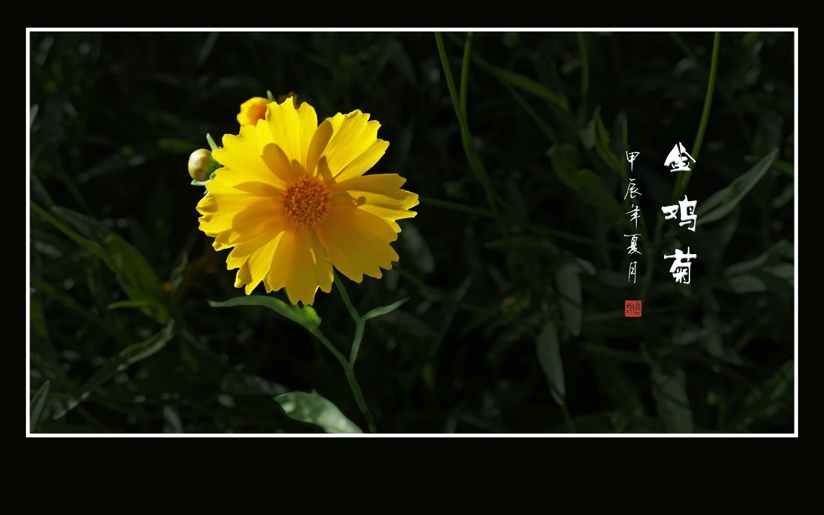 金灿灿的金鸡菊