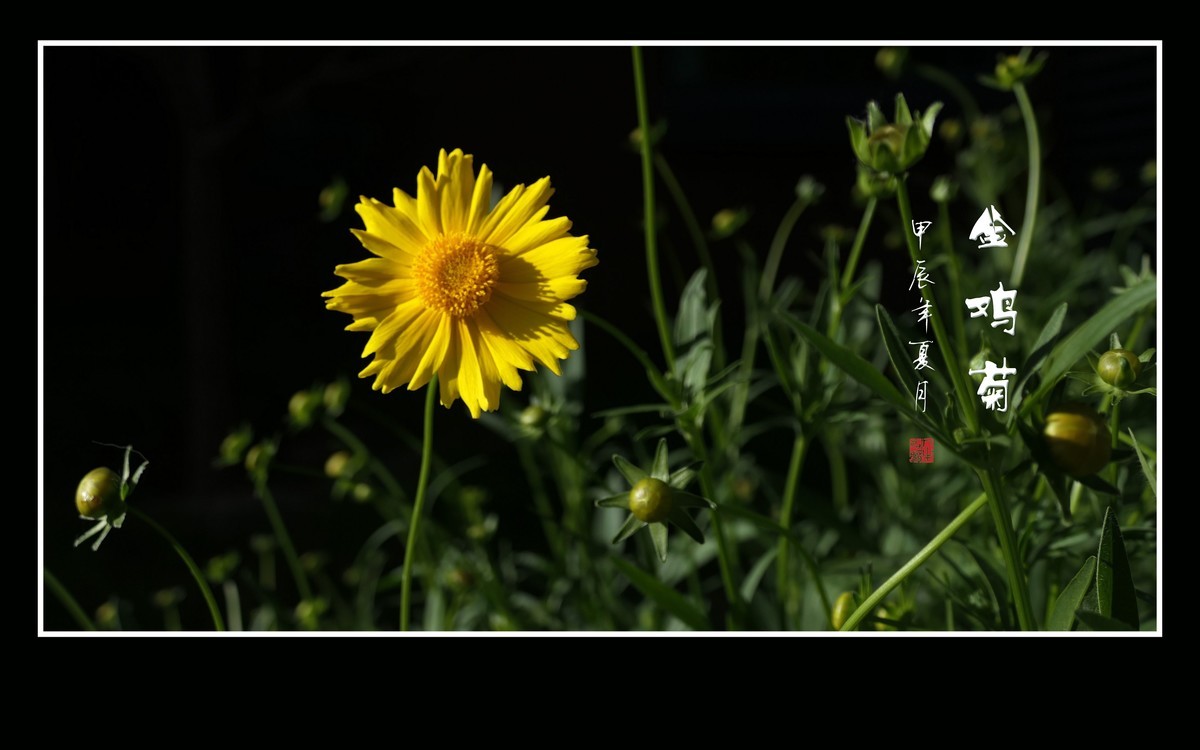 金灿灿的金鸡菊