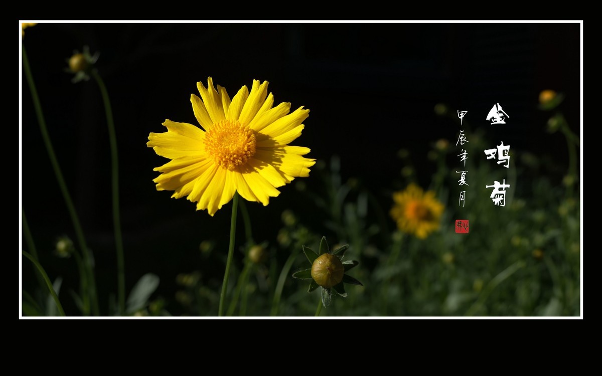 金灿灿的金鸡菊