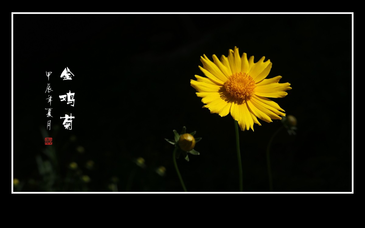 金灿灿的金鸡菊