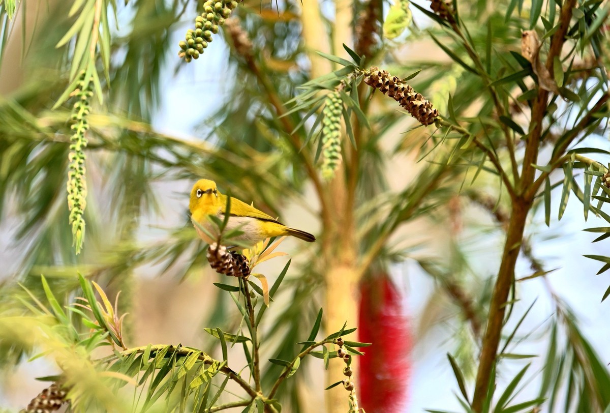 小鸟戏垂枝红千层花