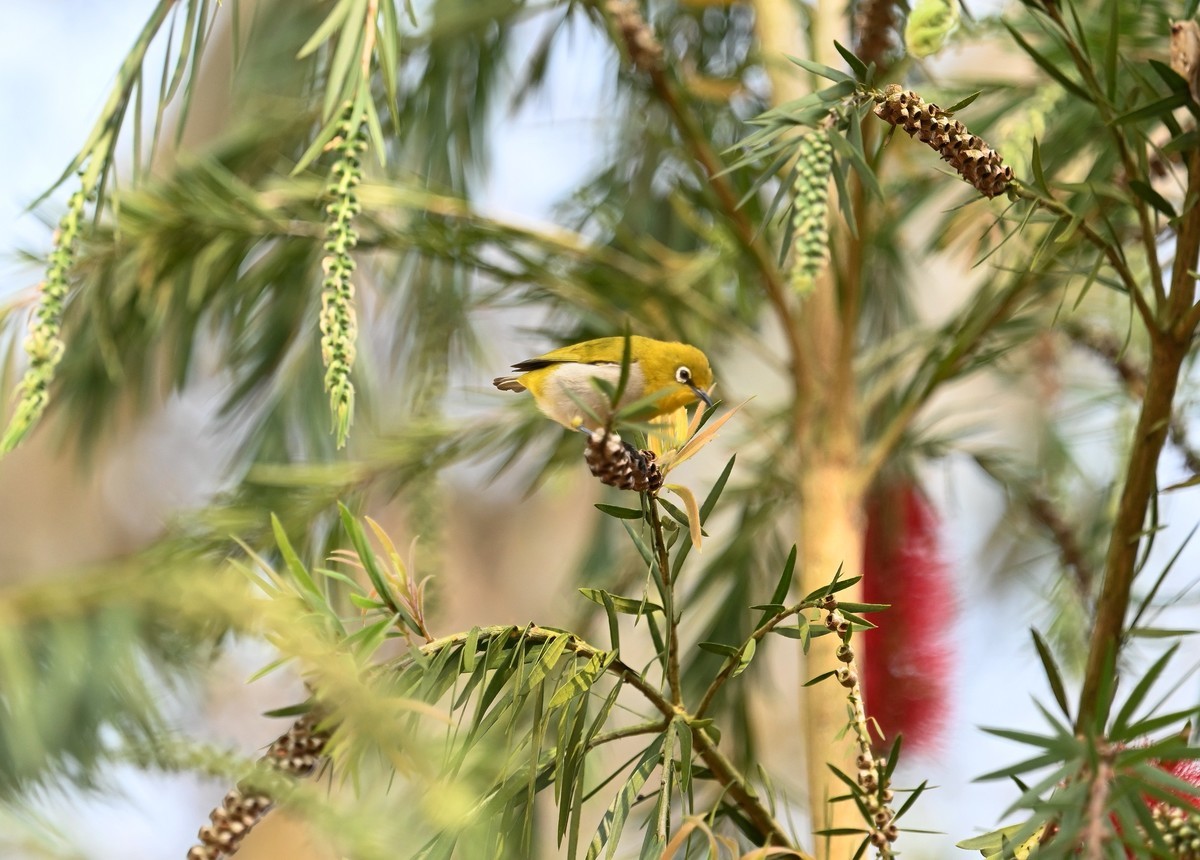 小鸟戏垂枝红千层花