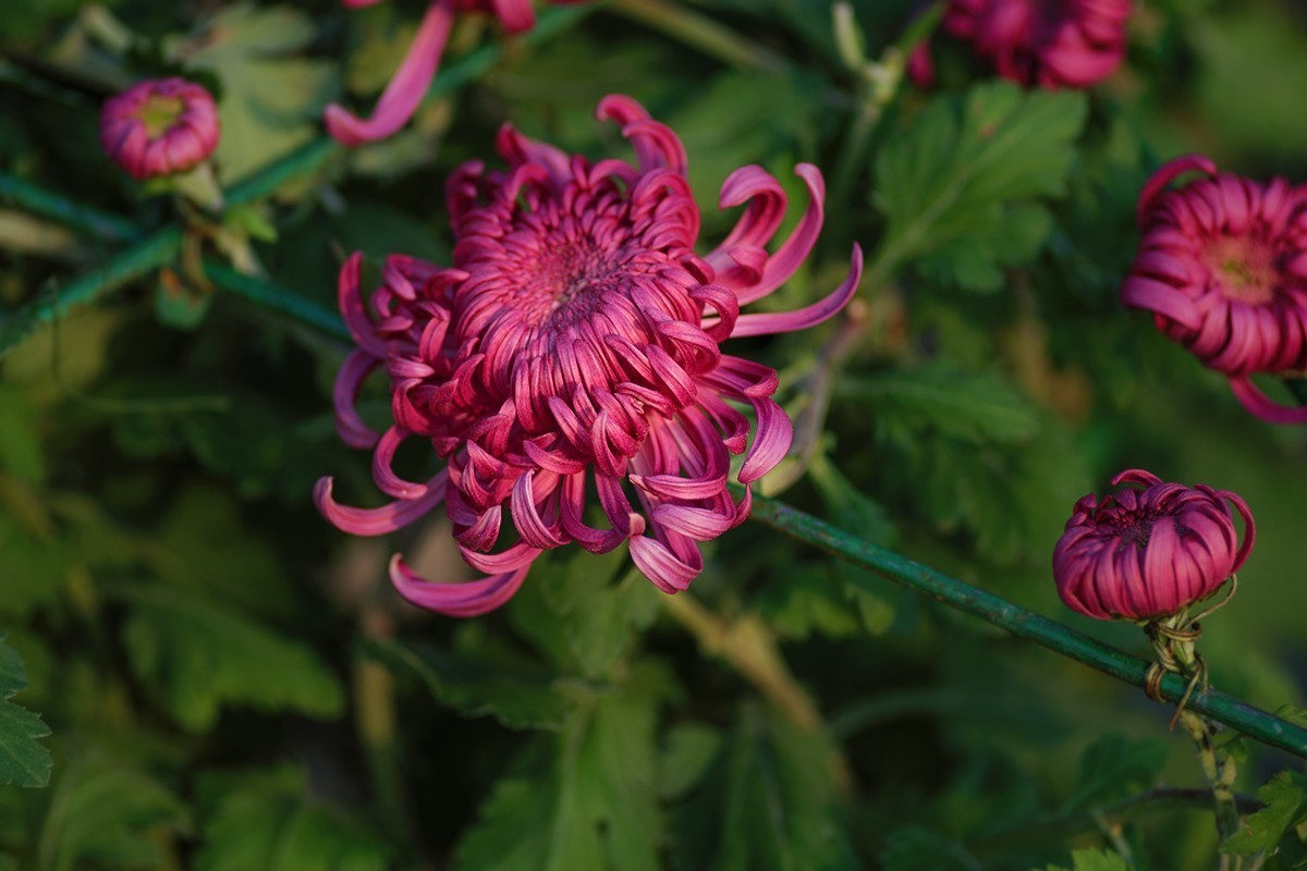 菊展中的装饰菊