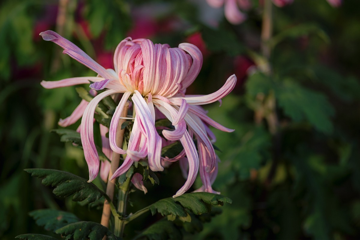 菊展中的装饰菊