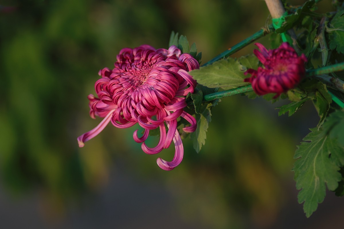 菊展中的装饰菊