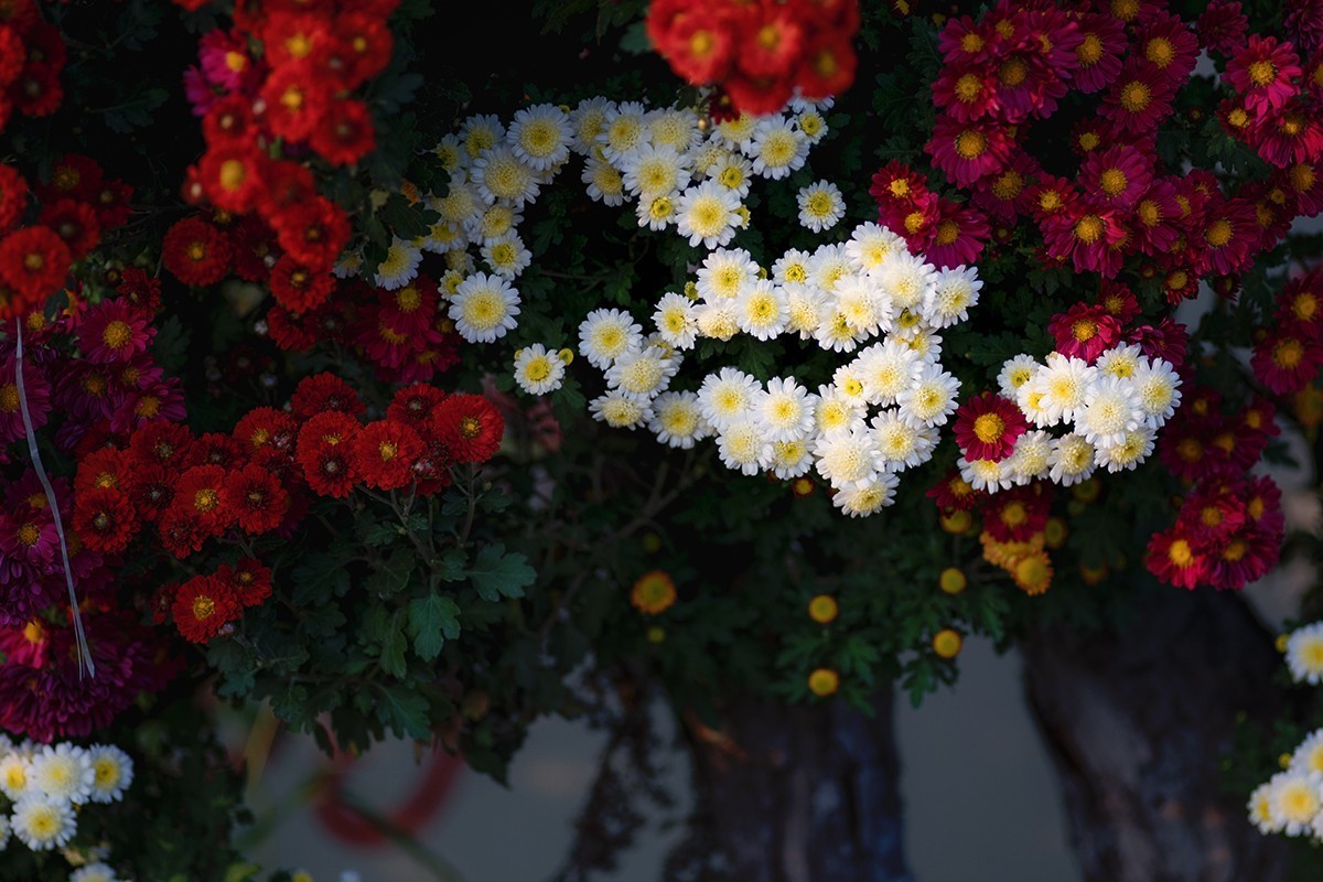 菊展中的装饰菊