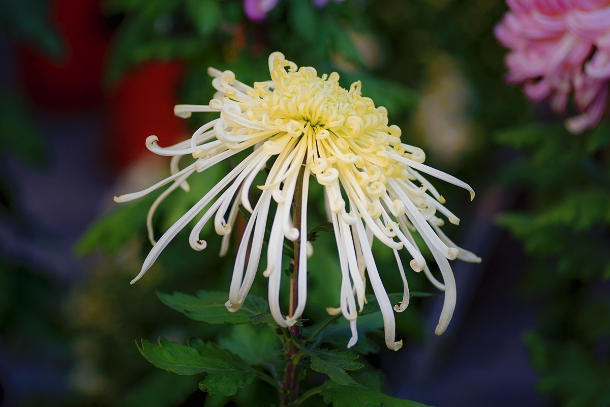 菊展中的装饰菊