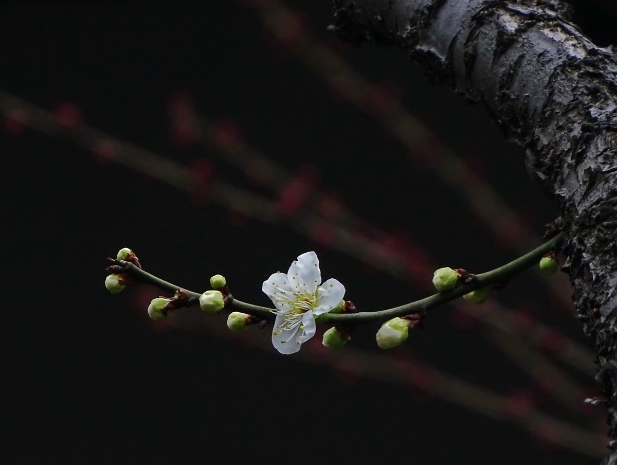 旅游（223）：初春古猗园赏梅（1）