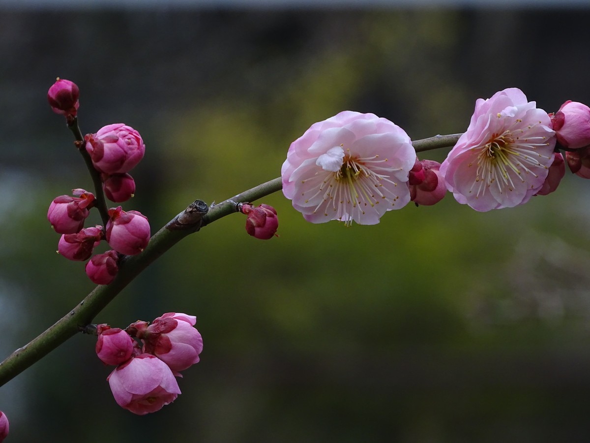 旅游（223）：初春古猗园赏梅（1）