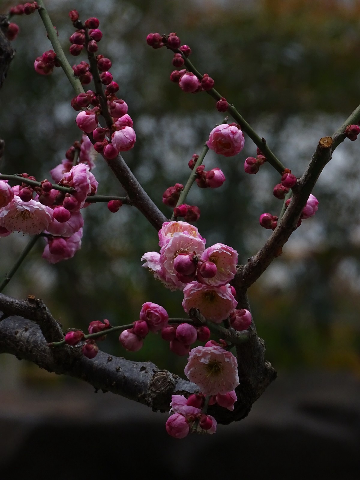 旅游（223）：初春古猗园赏梅（1）