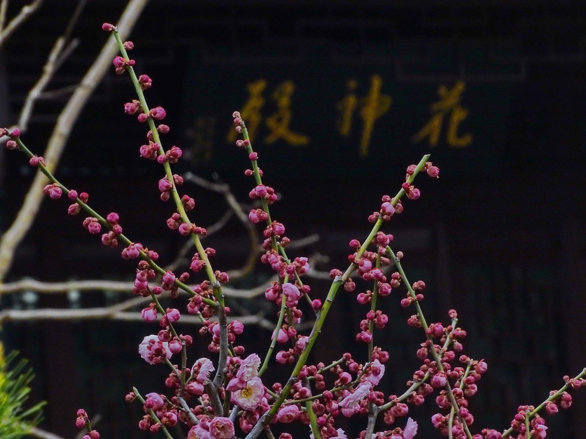 旅游（223）：初春古猗园赏梅（1）