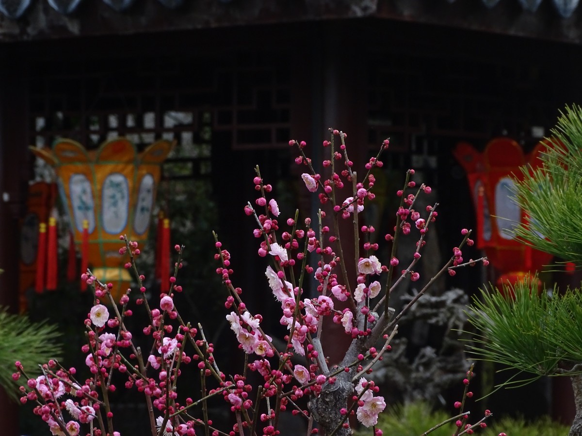 旅游（223）：初春古猗园赏梅（1）