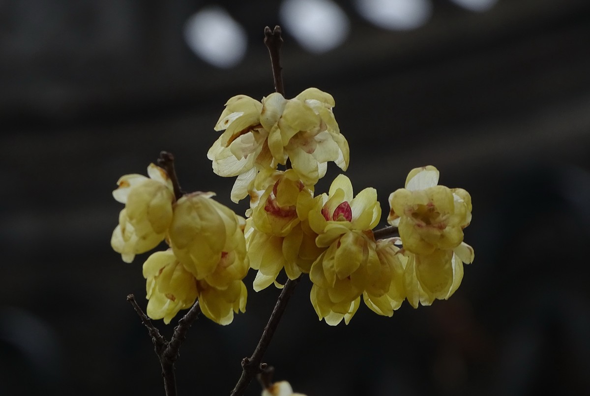 旅游（223）：初春古猗园赏梅（1）