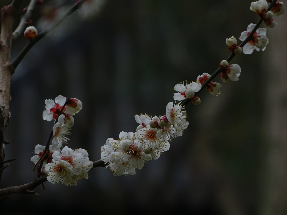 旅游（223）：初春古猗园赏梅（1）