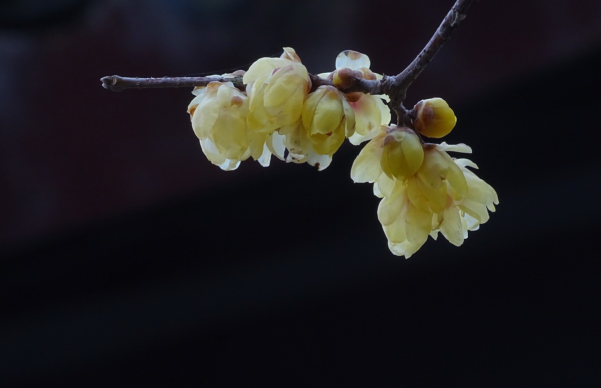 旅游（223）：初春古猗园赏梅（1）