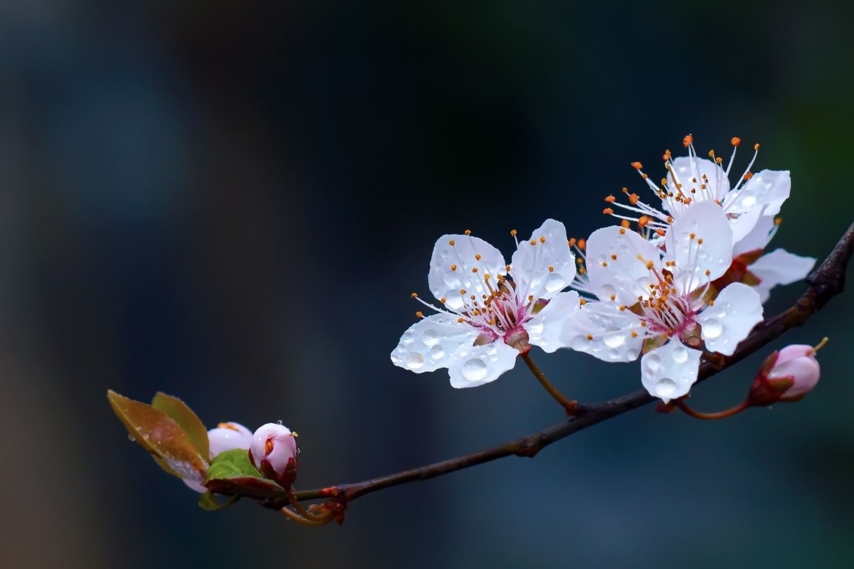 旧片_红叶李花25