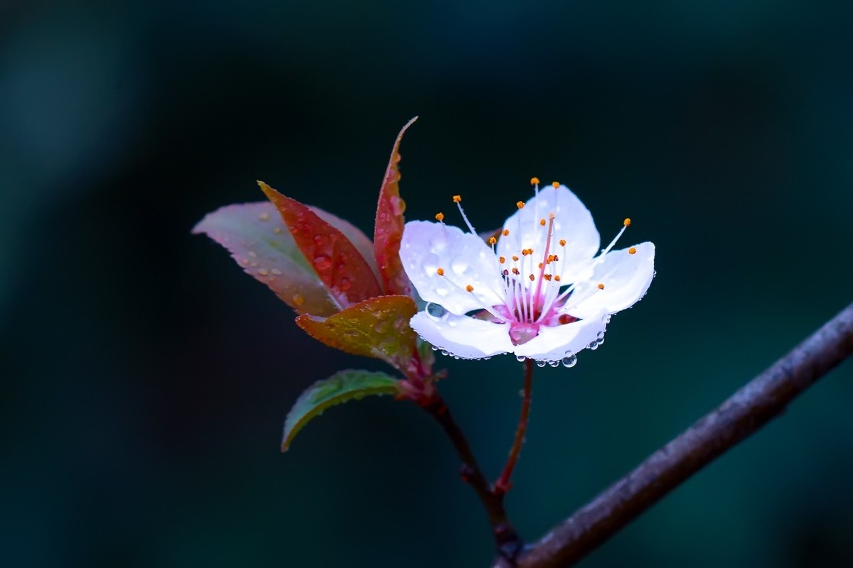 旧片_红叶李花25