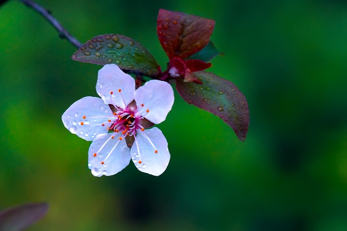 旧片_红叶李花25