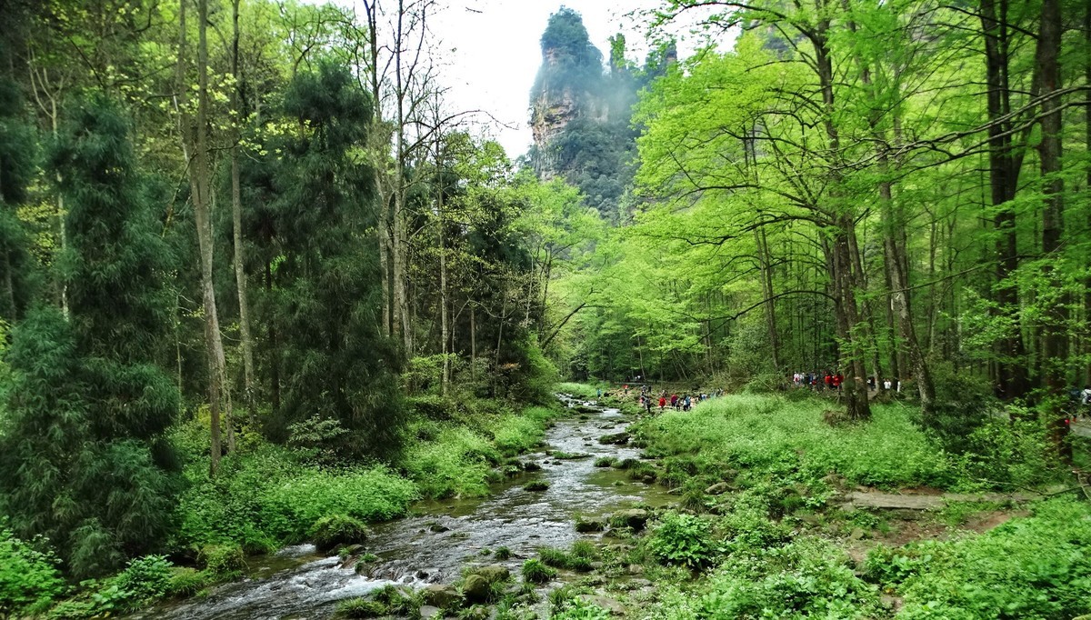 旅游299张家界金鞭溪