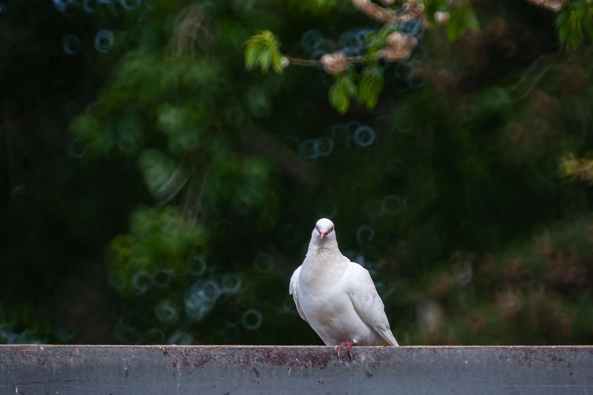 关于长焦和广角镜头的选择