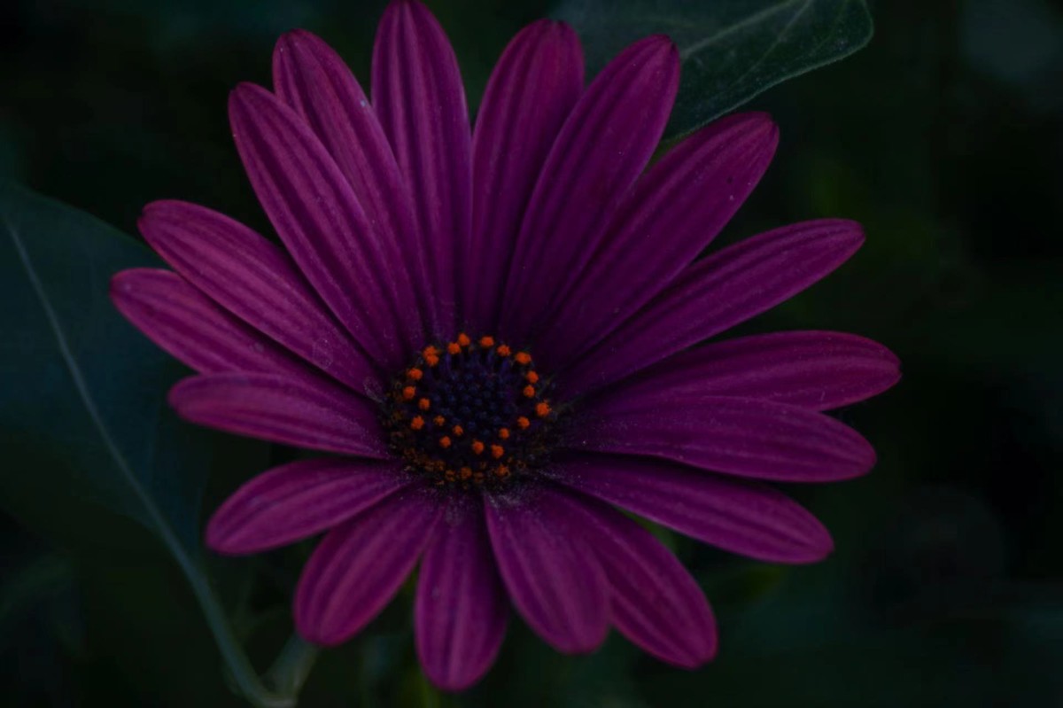 关于长焦和广角镜头的选择