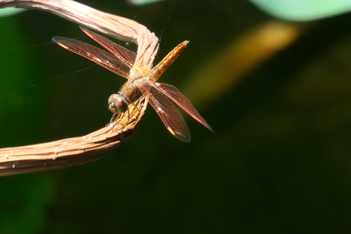 【金色的蜻蜓】——摄于上海天山公园荷花池