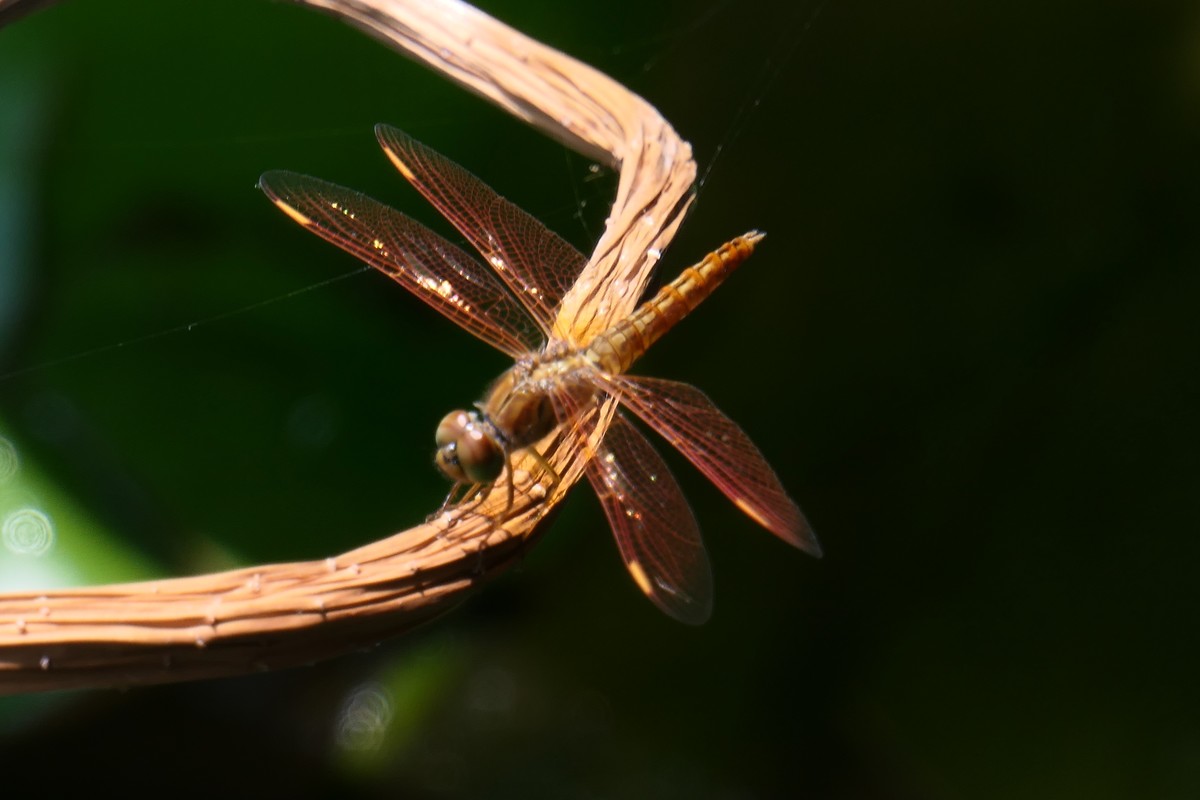 【金色的蜻蜓】——摄于上海天山公园荷花池