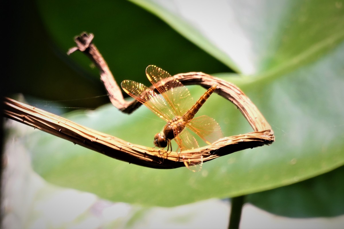 【金色的蜻蜓】——摄于上海天山公园荷花池