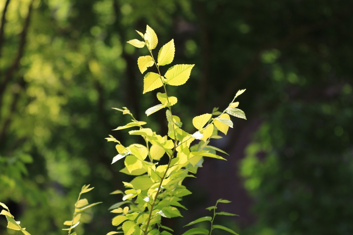 散散步拍拍花花草草